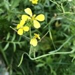 Sisymbrium orientale Blüte