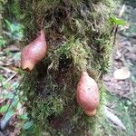 Syzygium cordemoyi Fruto
