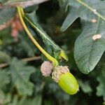 Quercus robur Mbuma