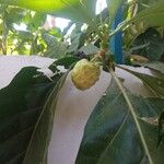 Morinda citrifolia Gyümölcs