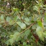 Betula humilis Leaf