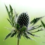 Eryngium alpinum برگ