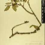 Zanthoxylum oxyphyllum Otro