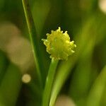 Ranunculus flammula Mbuma