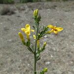 Jasminum fruticans Fleur