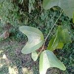 Passiflora biflora Leaf