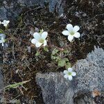 Saxifraga corsica অভ্যাস