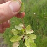 Draba muralis Φύλλο