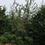 Alnus alnobetula Pokrój