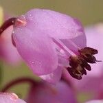 Erica manipuliflora Flor