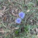 Cichorium pumilumFlor