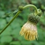 Cirsium erisithales Blomma