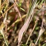 Polygala monspeliaca 叶