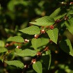 Melochia nodiflora Hoja