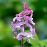 Corydalis cava Ostatní