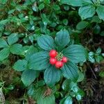 Cornus canadensis Vrucht