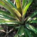 Bromelia karatas অভ্যাস