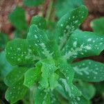 Cerinthe major Hostoa