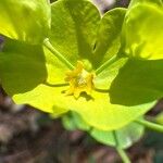 Euphorbia biumbellata Fleur