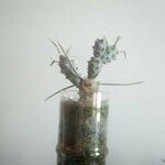 Maihueniopsis ovata List
