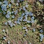 Gentiana depressa Fiore