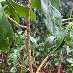 Daphne laureola Casca