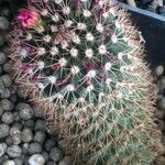 Mammillaria backebergiana Liść