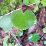 Saxifraga rotundifolia Лист