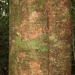 Inga nouragensis Kabuk