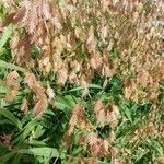 Chasmanthium latifolium Blatt