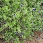 Lavandula multifida 形態