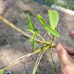 Dendrobium crumenatum ফল