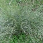 Retama monosperma Leaf