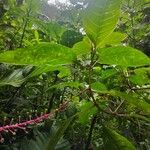 Phytolacca rivinoides Blad