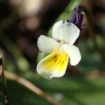 Viola kitaibeliana പുഷ്പം