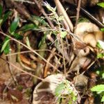 Acianthus veillonis ফুল