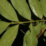 Swartzia nicaraguensis Leaf