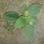 Acalypha aristata Hoja