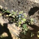 Linaria micrantha Flower