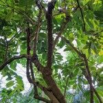 Aristolochia arborea Habitus