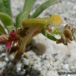 Calyptridium monandrum Blomst