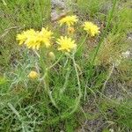 Crepis chondrilloides 花
