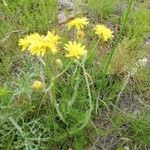 Crepis chondrilloides Цвят