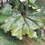 Gunnera insignis Leaf