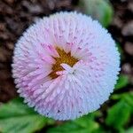 Bellis rotundifolia Flower