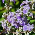 Vitex agnus-castusFlor