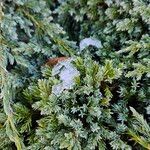 Juniperus squamata पत्ता