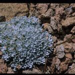 Eriogonum kennedyi Habitatea