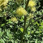 Thalictrum flavum Flower