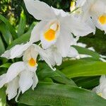 Coelogyne mooreana Квітка